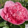 Paeonia 'Etched Salmon' - Pojeng 'Etched Salmon' C7/7L